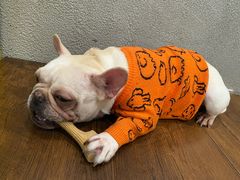 -小狗上班·狗咖·猫咖·小奶狗·摄影(南山店)