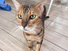 -李小姐の猫咖啡馆(五角场店)