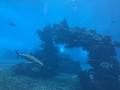-海棠湾洲际-涛·海底餐厅·美人鱼·自助餐·海底隧道