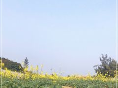 -野狸岛