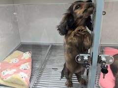 -萌宠之家·腊肠犬·马尔泰·小体犬舍