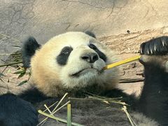 -都江堰中华大熊猫苑