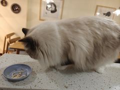 -滚猫咖啡·猫咖·猫友好撸猫(未来城店)