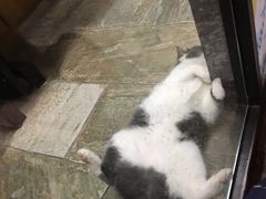 -猫咪博物馆(顶澳仔猫街店)