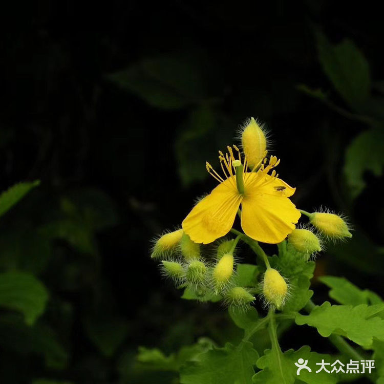 3月22日生日花：白屈菜 白屈菜根别名：小人血七