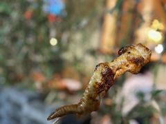 -凤城·食都