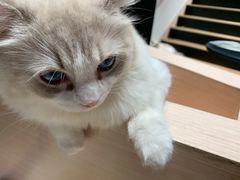 -瞄一喵猫咖(格力海岸店)
