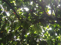 -Belice Chocolate Kingdom