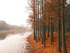-长广溪湿地公园
