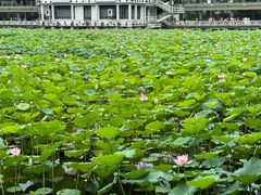 -荔湾湖公园