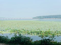 -丁香湖公园