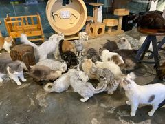 -more than meow吴止猫主题餐厅(承德 中船汇店)