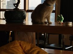 -蓝鲸·缅因猫舍
