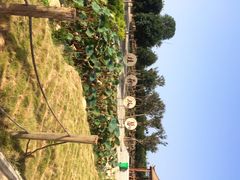 iphone_upload_pic-武汉紫薇都市田园