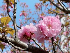 -高东镇樱花园