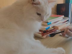 -飞行喵MR PILOT|猫舍·猫咖(静安大融城店)