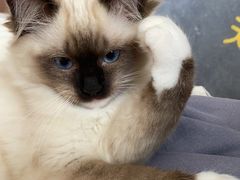 -瑞派康怡24h宠物医院·犬猫医疗中心·微创绝育(瑞景分院)