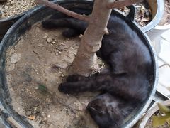 -新疆狼爷烤肉(宋庄店)