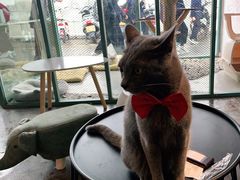 -喵屿·大理花园猫咖