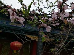 -石家庄市植物园