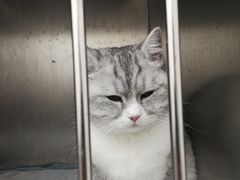 -安安宠医·安宠宠物医院