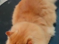 -momokira米努特·德文卷毛猫·棉花面纱犬