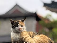 -高旻寺