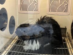 -艾贝尔宠物医院 ·内科全科(梁溪路店)