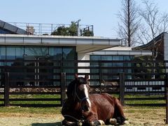 -田园东方蜜桃村的田野营地
