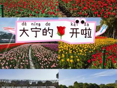 -大宁郁金香公园-停车场