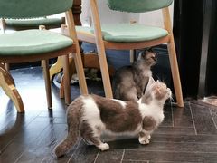 -猫色咖啡·猫咖
