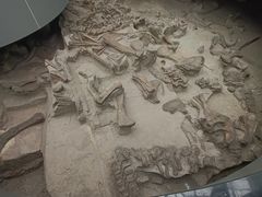 -自贡恐龙博物馆