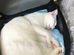 -派联宠物医院·24h·CT·异宠