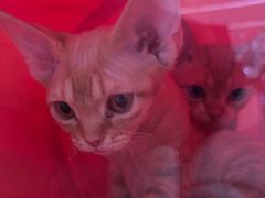 -babydoll猫舍·米努特·德文·缅因(久光中心店)