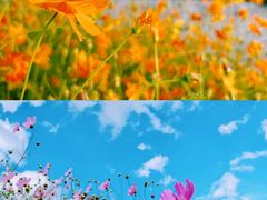 -洋湖国家湿地公园