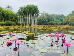-中国科学院西双版纳热带植物园