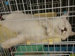 -董小姐咖妃·咖啡·简餐.意面(松江大学城店)