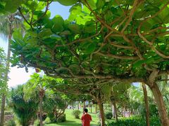 -三亚亚龙湾天域度假酒店