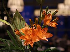 -云厨·高空西餐厅(成都瑯珀·凯悦臻选酒店)