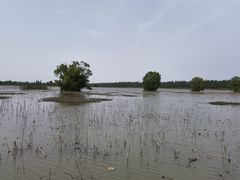 -洪湖生态旅游区