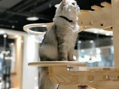 -藏猫猫咖啡主题馆(中央大道店)