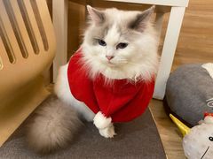 -滚猫咖啡·猫咖·猫友好撸猫(未来城店)