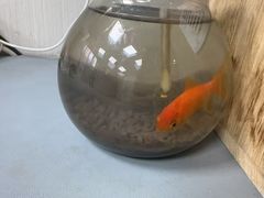 -东莞宠友24H宠物中心医院·转诊夜诊·异宠(新河北路院)