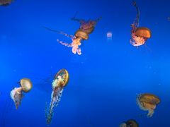 -太平洋海底世界