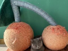 -飞行喵MR PILOT|猫舍·猫咖(静安大融城店)