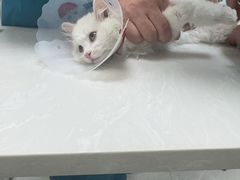 -中农国际动物医院24小时·猫科·骨科·急重症中心