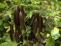 -西双版纳基诺山寨