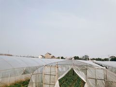 -小鱼草莓采摘园农家乐·小鱼餐厅
