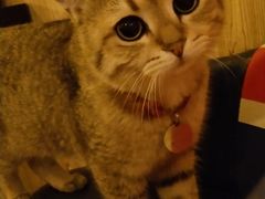 -名猫咖啡馆·撸猫·拼豆