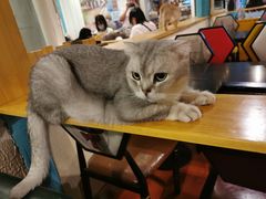 -猫小院猫主题咖啡厅(北锣店)